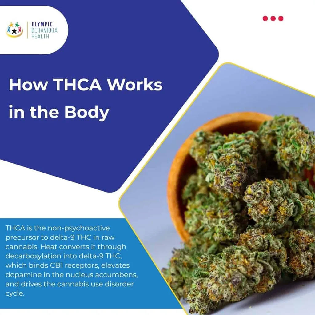 How THCA Works in the Body: heat converts raw THCA into delta-9 THC, which binds CB1 receptors