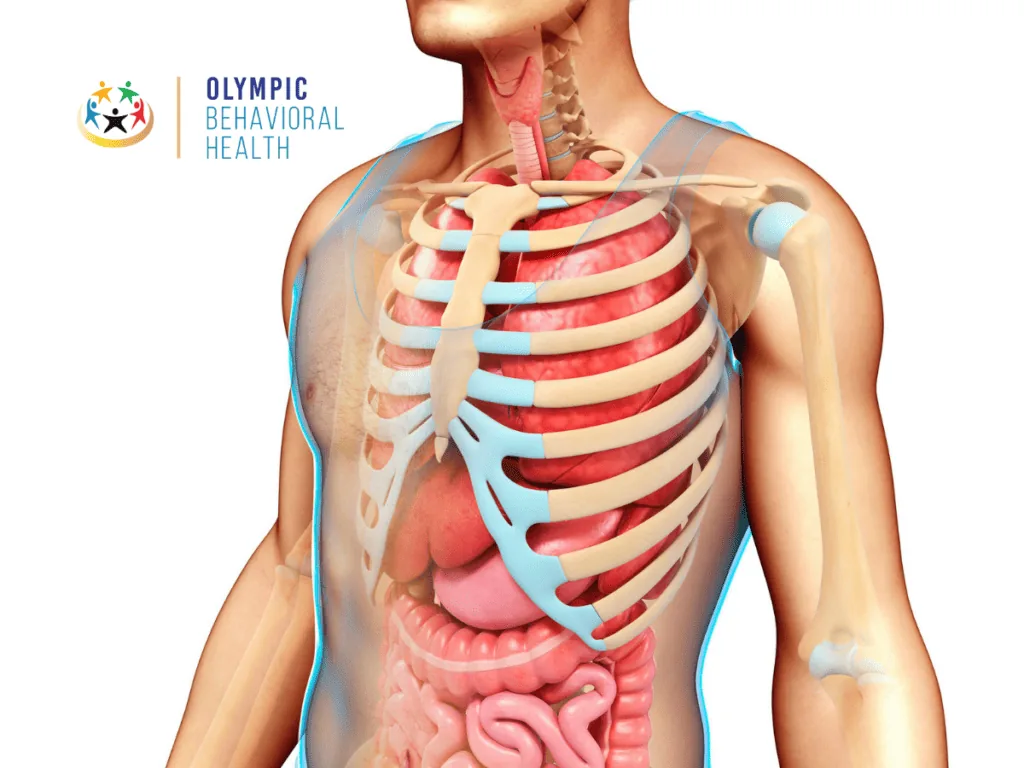 Anatomical illustration of a human torso showing ribs, lungs and internal organs, used to explain addiction's effects