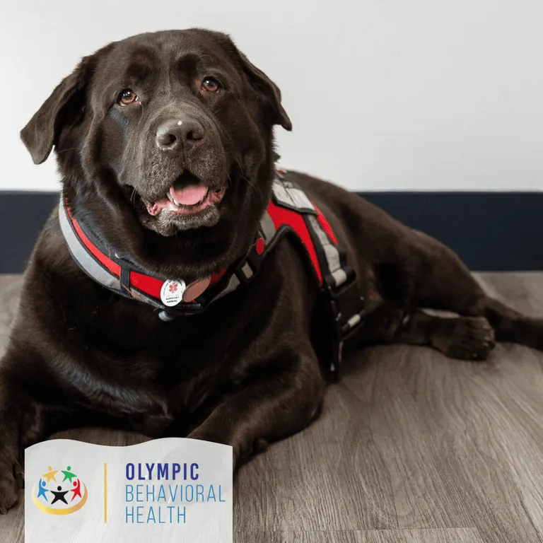 Nala, the chocolate Labrador emotional support dog at Olympic Behavioral Health, lying down in a red harness