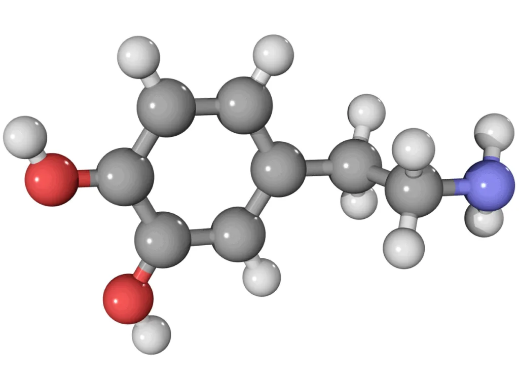 3D ball-and-stick molecular model of a neurotransmitter, illustrating the section on types of neurotransmitters