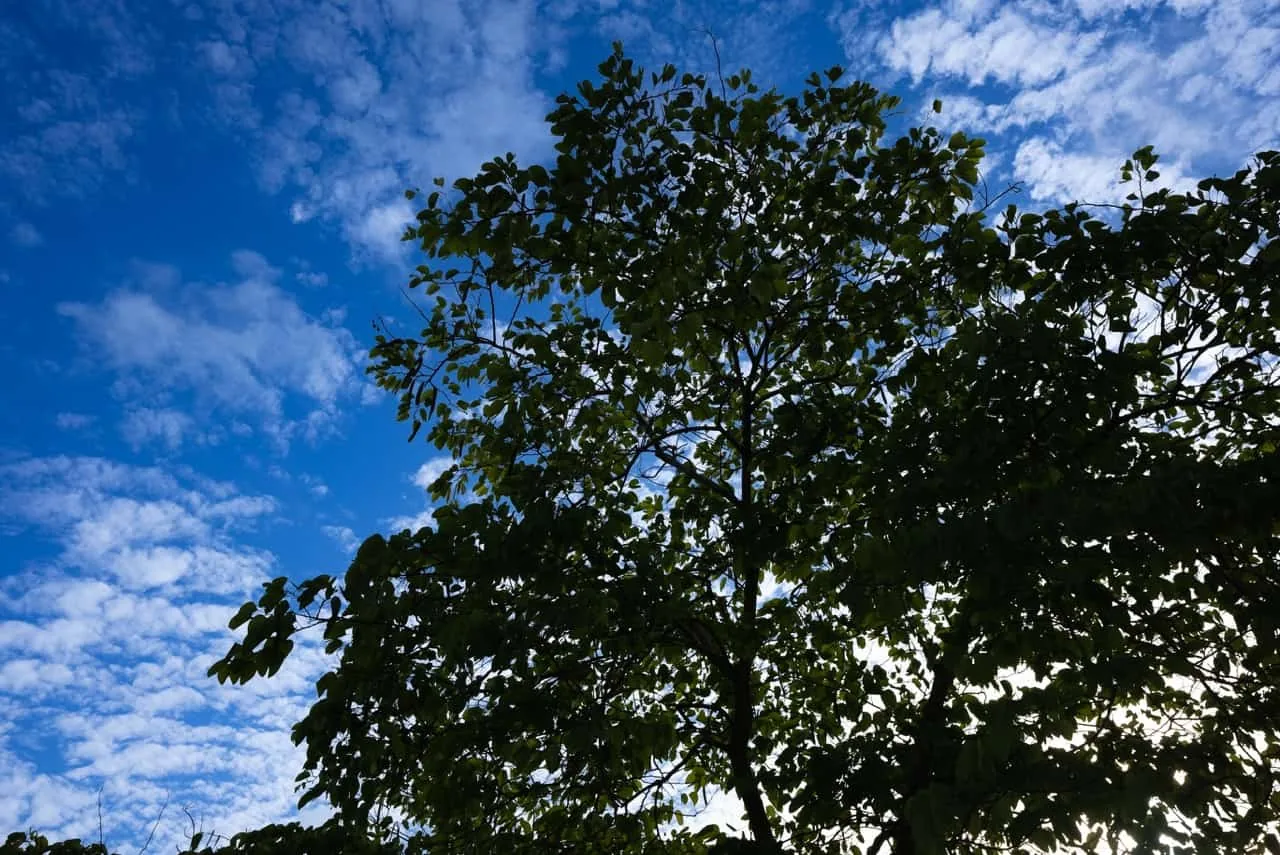 Leafy tree canopy against a bright blue sky with scattered clouds, the header image for the Our Facility page