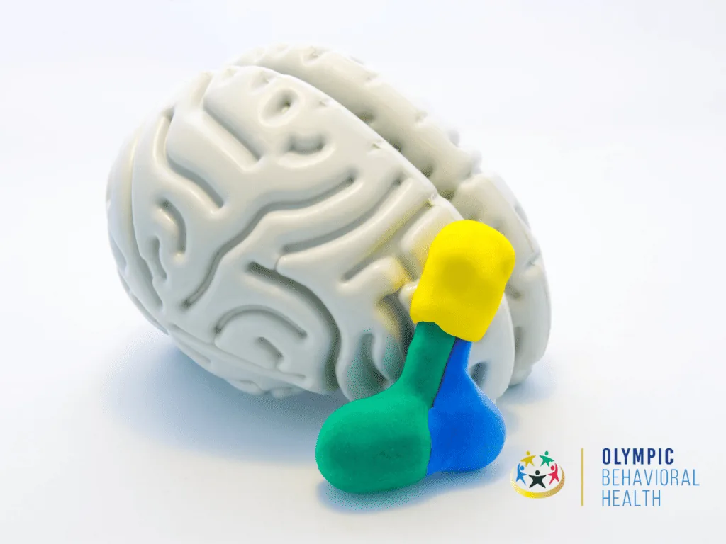 Brain model with yellow and green clay marking the hypothalamus and pituitary, showing how oxytocin is controlled