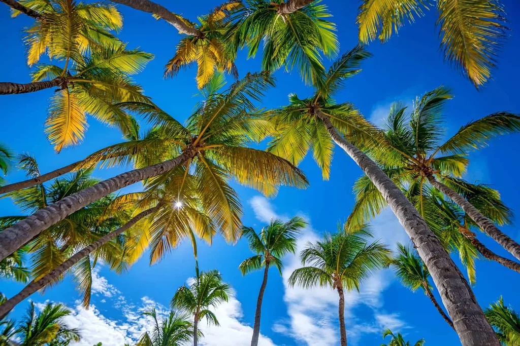 Palm trees reaching into a bright blue sky, setting the Florida scene for the Olympic Behavioral Health admission page