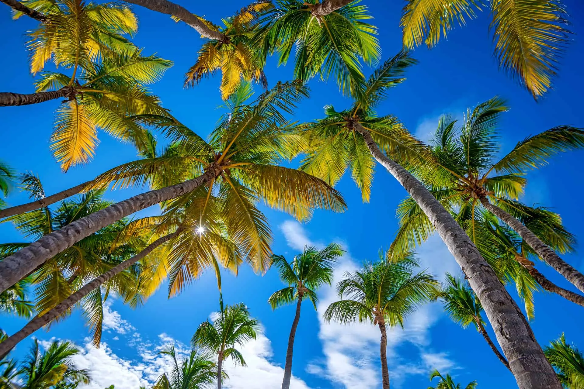 Palm trees reaching into a bright blue sky, setting the Florida scene for the Olympic Behavioral Health admission page