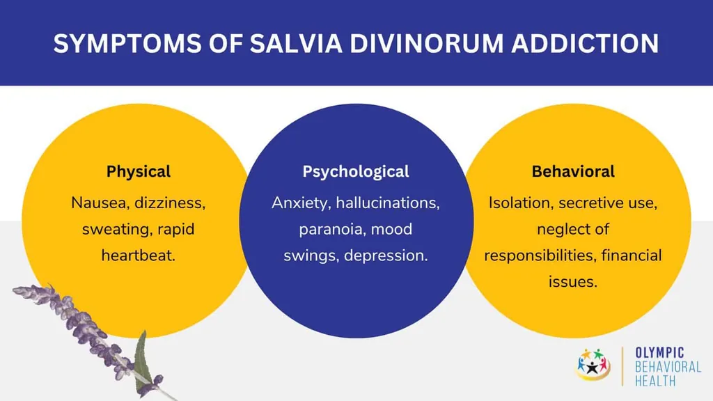 Symptoms of salvia divinorum addiction: physical nausea, psychological hallucinations and paranoia, behavioral secretive use
