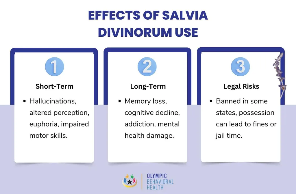 Effects of salvia divinorum use infographic: short-term hallucinations, long-term memory loss and legal risks