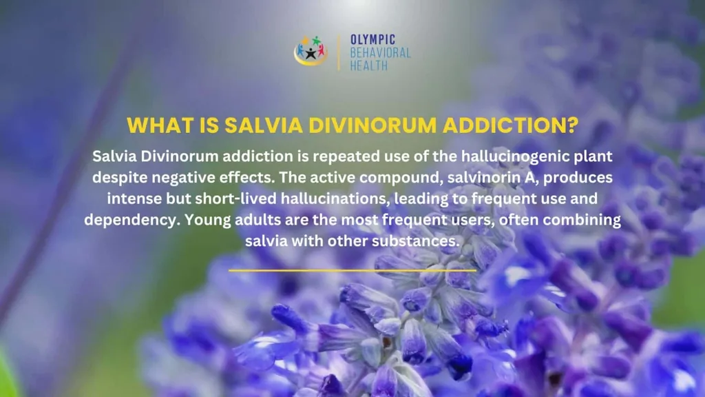 What is salvia divinorum addiction? Definition explaining salvinorin A and frequent use, over purple salvia flowers